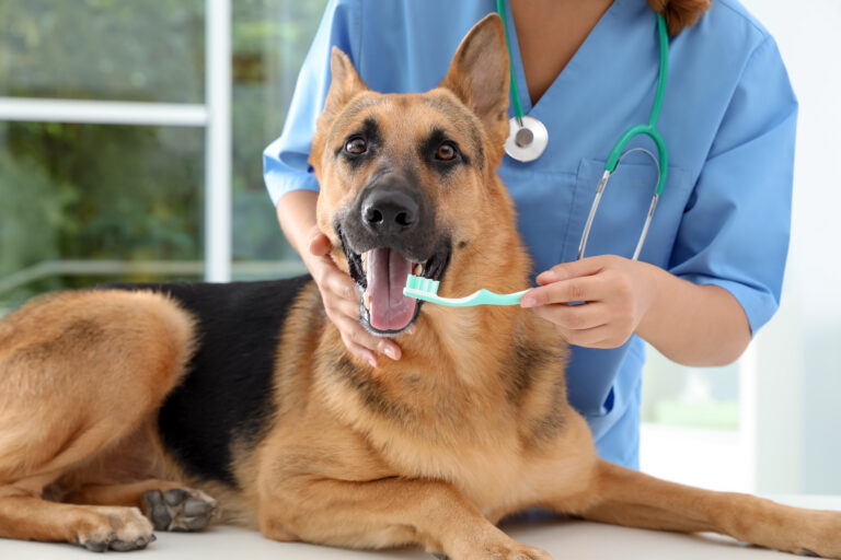 Doctor,Cleaning,Dog's,Teeth,With,Toothbrush,Indoors.,Pet,Care