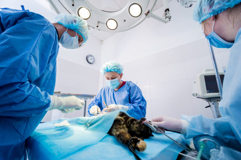 Veterinarian,Surgeons,In,Operating,Room,Doing,Cat,Neutering