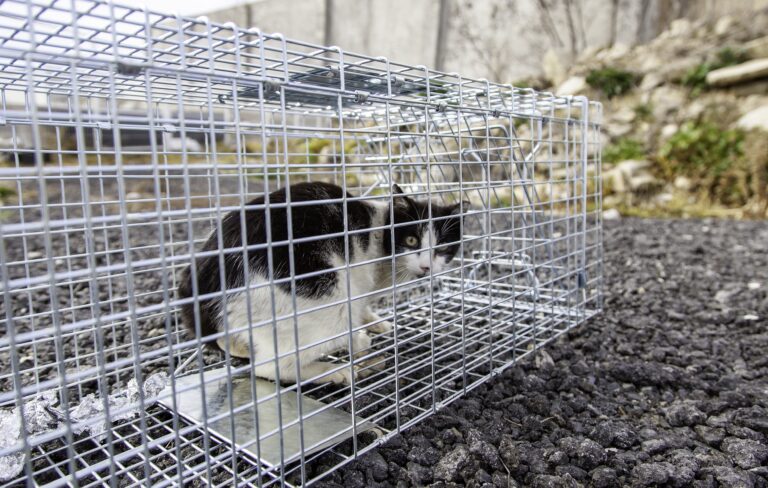 Cat,Locked,Cage,Trap,,Abandoned,Animals,And,Hunting