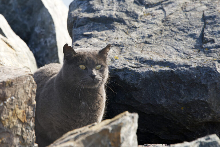 Abandoned,,Stray,Or,Feral,Grey,Chartreux,Cat,Hiding,In,The