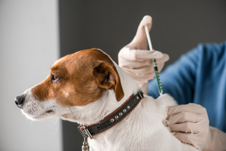 Dog,Injecting,By,Vet,Doctor